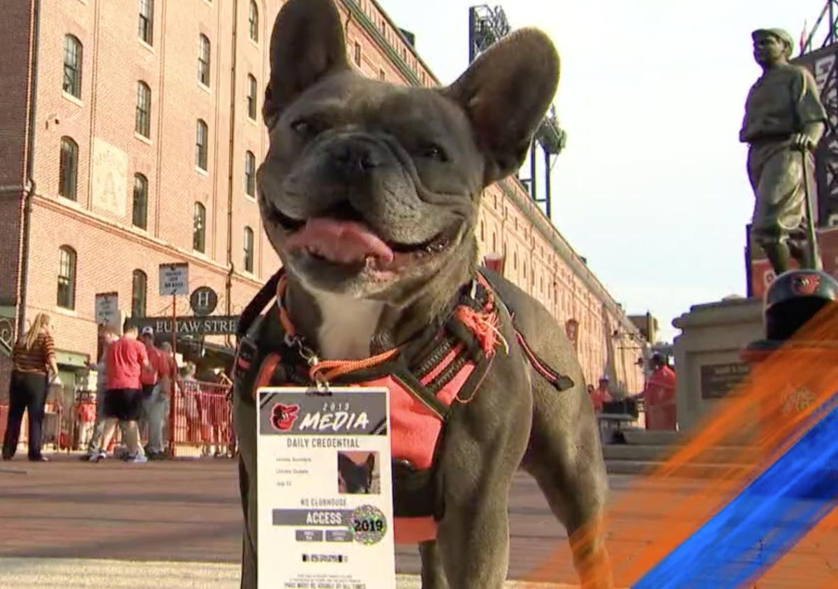 oriolesdogimage1.png